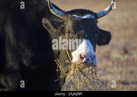 Black Angus Rind essen Heu Stockfoto