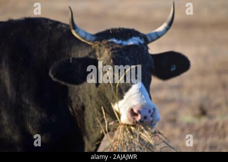 Black Angus Rind essen Heu Stockfoto