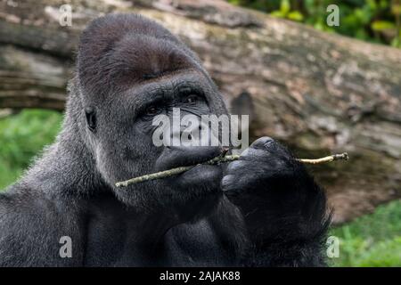 Westlicher Flachlandgorilla (Gorilla gorilla Gorilla) close-up der männlichen silverback Kauen auf Zweig Stockfoto