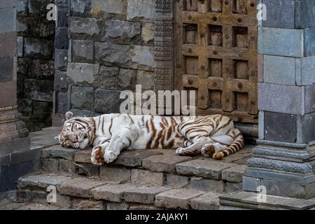 Weißer Tiger/gebleicht Tiger (Panthera tigris) Pigmentierung Variante des Bengalischen Tiger, Ruhe vor Temple, beheimatet in Indien Stockfoto