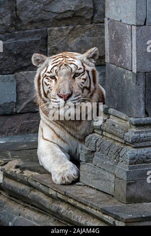 Weißer Tiger/gebleicht Tiger (Panthera tigris) Pigmentierung Variante des Bengalischen Tiger, Ruhe vor Temple, beheimatet in Indien Stockfoto
