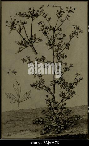Beschreibung, vertus et usages de sept Cent dix-neuf Plantes: tant que de nos climats étrangeres; et de Cent trente-quartre Animaux, en sept Cent planches Trente, gravées en Taille-Douce, sur les desseins d'après Natur, de M de Gersault, par MM de Fehrt, Prevost, Duflos, Martinet,&c et rangées Suivant l'ordre du Livre intitulé Matiere médicale de M Geoffroy.. . PI 14^. Stockfoto