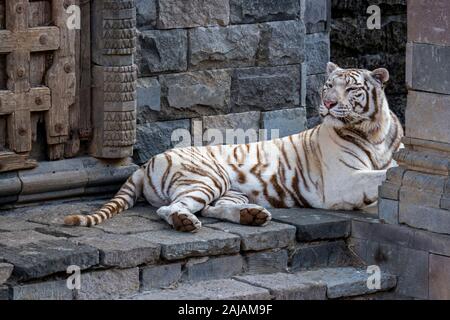 Weißer Tiger/gebleicht Tiger (Panthera tigris) Pigmentierung Variante des Bengalischen Tiger, Ruhe vor Temple, beheimatet in Indien Stockfoto