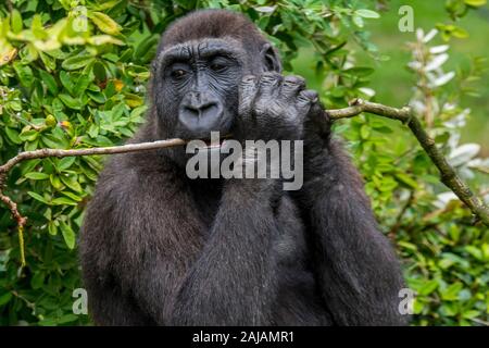 Westlicher Flachlandgorilla (Gorilla gorilla Gorilla) essen Rinde von Branch Stockfoto