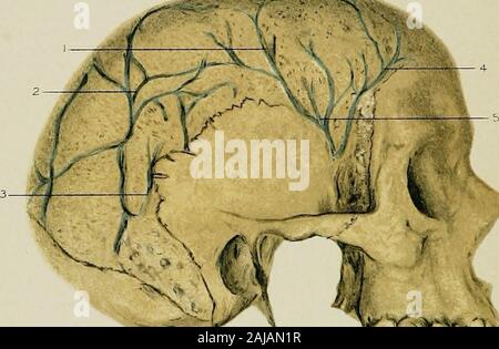 Regionale Anatomie in ihrem Bezug zur Medizin und Chirurgie. xr^-. -Rw ^^%". Abb. 4 -. ^&gt; 2 S 2 tiiii Abb. 5 Stockfoto