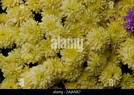 Zusammenfassung Hintergrund der Chrysantheme Blüten mit gelb und lila Blüten, Trojan Kloster, Dorf Oreschak, Bulgarien Stockfoto