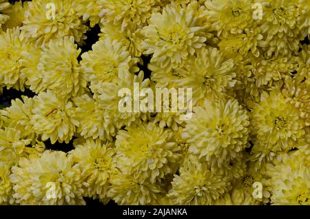 Zusammenfassung Hintergrund der Chrysantheme Blüten mit gelben Blütenblättern, Trojan Kloster, Dorf Oreschak, Bulgarien Stockfoto