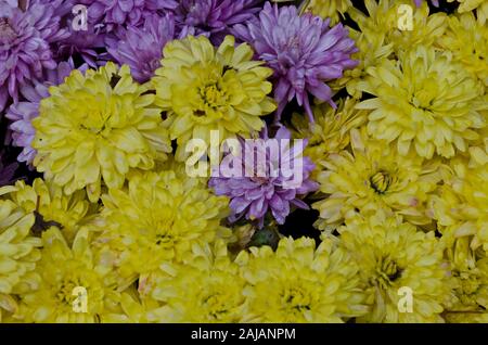 Zusammenfassung Hintergrund der Chrysantheme Blüten mit gelb und lila Blüten, Trojan Kloster, Dorf Oreschak, Bulgarien Stockfoto