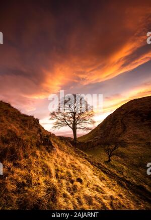 Sycamore Gap auf dem Hadrianswall in Northumberland, den Rand des Römischen Reiches, unter einem hellen orange Sonnenuntergang Himmel - wo Robin Hood gedreht wurde Stockfoto