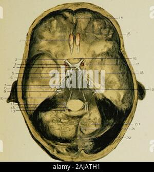 Regionale Anatomie in ihrem Bezug zur Medizin und Chirurgie. xr^-. -Rw ^^%". Abb. 4 -. ^&gt; 2 S 2 tiiii Abb. 5 Stockfoto