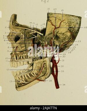 Regionale Anatomie in ihrem Bezug zur Medizin und Chirurgie. Fl £; 3. ?^ Stockfoto