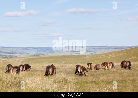 Eine Herde mit Fohlen frei umherstreifenden Ponys auf den offenen Mooren oberhalb von Otterburn in Northumberland, in der Nähe des Pennine Way. Stockfoto