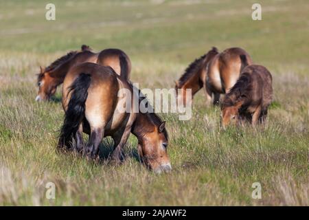 Eine Herde mit Fohlen frei umherstreifenden Ponys auf den offenen Mooren oberhalb von Otterburn in Northumberland, in der Nähe des Pennine Way. Stockfoto