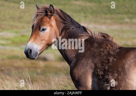 Eine Herde mit Fohlen frei umherstreifenden Ponys auf den offenen Mooren oberhalb von Otterburn in Northumberland, in der Nähe des Pennine Way. Stockfoto