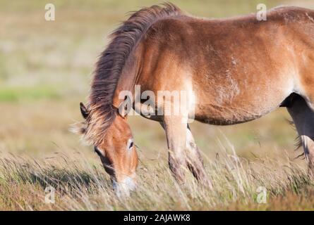 Eine Herde mit Fohlen frei umherstreifenden Ponys auf den offenen Mooren oberhalb von Otterburn in Northumberland, in der Nähe des Pennine Way. Stockfoto