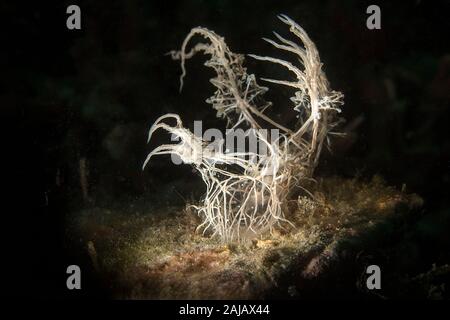 Nacktschnecke Melibe Colemani. Unterwasser Makrofotografie von Anilao, Philippinen Stockfoto