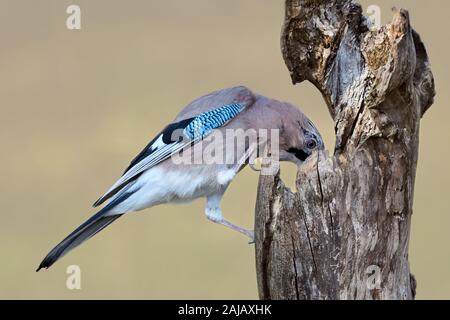 Eine isoalted Eurasischen jay Vogel hocken auf einem Baumstamm mit Lebensmittel (Garrulus glandarius) Stockfoto