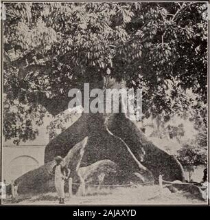 Elementare Botanik. Abb. 448. Aussteifung Wurzeln der indischen Mais. Wurzeln. 417 große root-cap ist offensichtlich. Das Banyan Tree von Indien ist ein classicexample der prop Wurzeln für die Unterstützung der weitreichenden Verzweigungen. Die Mangroven in unserer eigenen subtropischen Wäldern von Florida ist anearer Beispiel. 798. Strebepfeiler sind an der Kreuzung der root andtrunk gebildet, und daher sind Teil Wurzel und Stamm. Splendid. Abb. 449 - Strebepfeiler aus Seide - Cotton Tree, Nassau. Beispiele für strebepfeiler sind auf der Seide gebildet - Cotton Tree. Werden Sie manchmal auf der Elm und anderen Bäumen, die in niedrigen swampyground. 799. Fleischigen Wurzeln, oder root-t Stockfoto