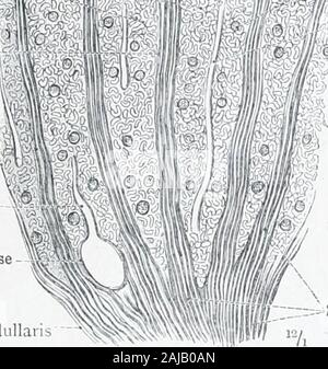 Ein Atlas der menschlichen Anatomie für Studenten und Ärzte. -; 3, unübersichtliche Tubuli,&gt;} Tubuli renalcs Contorti --^^ (Malpighian Blutkörperchen.&lt;.ir [uiscula Renis (Malpighii) Interlobular oder interlobularis radiateartery/^ A. Stockfoto