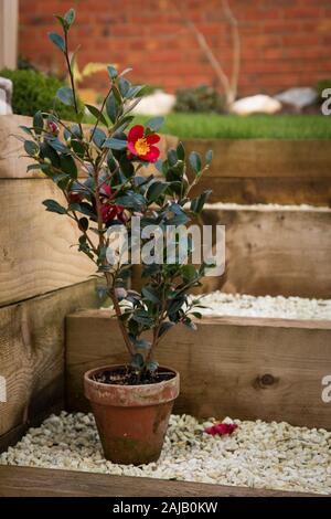 Camellia sasanqua Yuletide Terrakottatopf Stockfoto