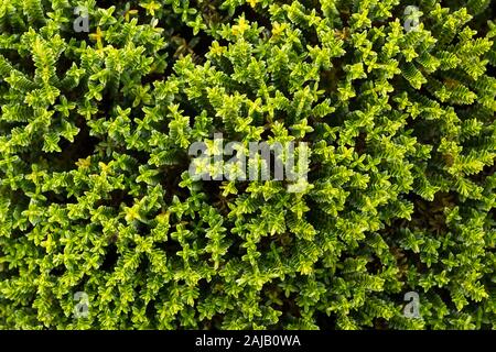 Hebe Smaragd Edelstein Stockfoto