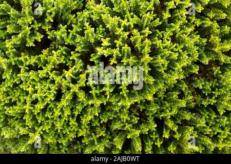 Hebe Smaragd Edelstein Stockfoto