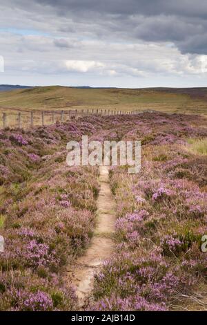 Lila Heidekraut in Blume entlang Der Pennine Way nahe Otterburn in Northumberland an einem hellen sonnigen Tag Stockfoto