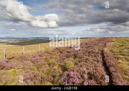 Lila Heidekraut in Blume entlang Der Pennine Way nahe Otterburn in Northumberland an einem hellen sonnigen Tag Stockfoto