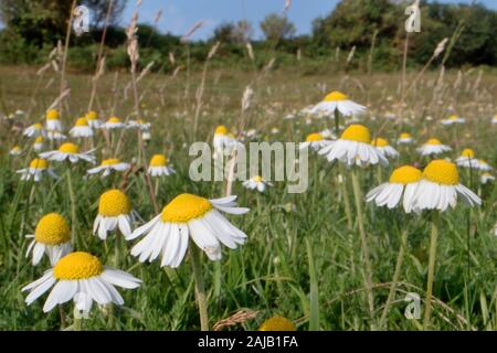 Englisch / Roman Chamomile (Chamaemelum Nobile) am streifte Heide, Corfe Common, Dorset, UK, Juli blühend. Stockfoto