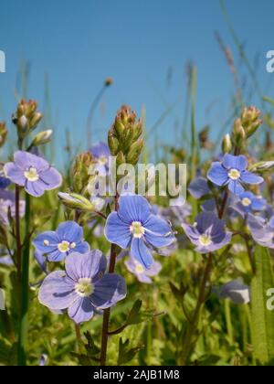 Germander Ehrenpreis (Veronica chamaedrys) Klumpen Blüte in einer Kreide Grünland Wiese, Wiltshire, UK, Mai. Stockfoto