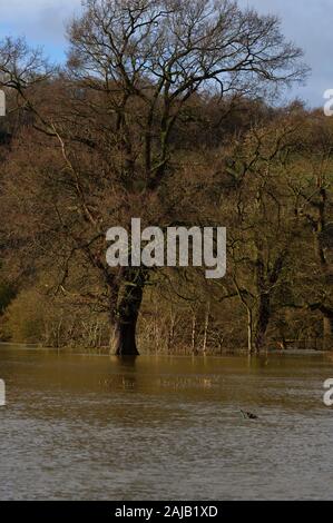 River Mole, Großbritannien - Dezember 2019: überfluteten Fluss Mole an einem Wintertag in Surrey Stockfoto