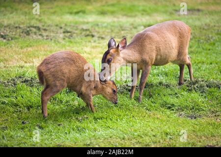 MUNTJAC ROTWILD (Muntiacus reevesi). Mutter pflegen, lecken mit der Zunge, hinter den Ohren, Jugendkriminalität, die Hälfte gewachsen, jungen Rehkitz nach einem Regenschauer. Stockfoto