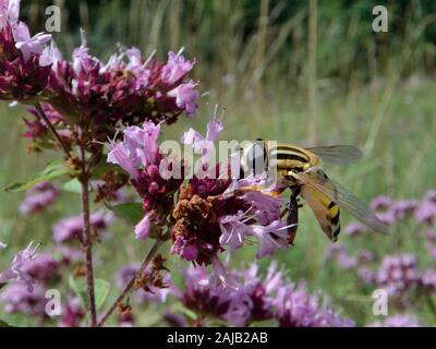 Helophilus trivittatus Sunfly, Besuch von wilden Blumen Majoran (Origanum vulgare) in einer Kreide Grünland Wiese, Wiltshire, UK, Juli. Stockfoto