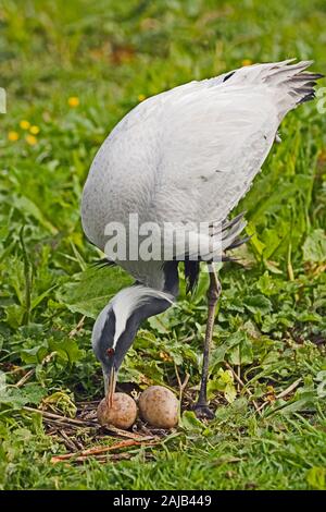 DEMOISELLENKRAN (Anthropoides virgo). Weibchen im Gelege mit einer Kupplung aus zwei Eiern. Während der erforderlichen regelmäßigen häufigen Eierwechsel mit ihrer Rechnung. Stockfoto