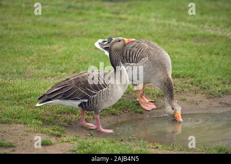 Graylack GÄNSE Anser Anser. NB Unterschied in der Beinfarbe zwischen Vögeln. Rosa und Orange. Linkes Beispiel die westliche, rechte, östliche A. a. Rubrirostris. GROSSBRITANNIEN Stockfoto