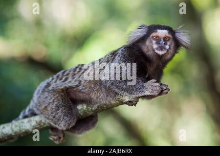 Sagui Affen in der Wildnis in Rio de Janeiro, Brasilien. Stockfoto