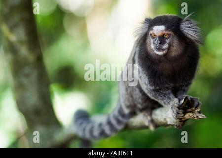 Die winzigen sagui Affen in der Wildnis in Rio de Janeiro, Brasilien. Stockfoto