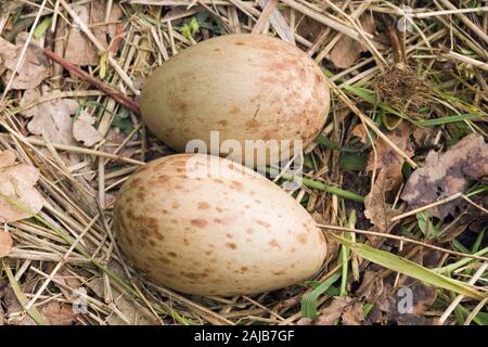 Eurasische Kranich (Grus Grus). Kupplung der zwei Eier im Nest mit Stücken von lokalen Vegetation gesäumt. Stockfoto