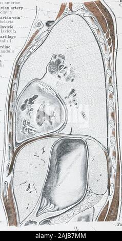 Ein Atlas der menschlichen Anatomie für Studenten und Ärzte. ail der Bauchspeicheldrüse, und thesplenic Biegung des Doppelpunktes. Topographische Anatomie der thorakalen Organe und der Eingeweide im oberen Teil der Bauchhöhle. 61 - 2 484 TOPOGRAPHISCHE ANATOMIE DER BRUST- UND BAUCHHÖHLE EINGEWEIDE Scalenus anticus Muskel-M. scalenus anteriorSubclavian arteryA. subclaiaSubclavian veinV. subclaiaClavicleClaviculaFirst rippenbögen cartilageCartilago Costalis ich Superior mediastinaler oder cardiaclymphatic Drüsen-- Lymphoglandultemediastinales anterioresCostal pleuraPleura costalis Links congelador Anhang -- Aur Stockfoto