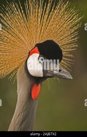 Grau, Grau-NECKED oder OSTAFRIKANISCHEN GEKRÖNT KRAN (Balearica regulorum gibbericeps). Porträt. Kopf. Gesicht. Gesichtsausdrücke. Close Up. Stockfoto