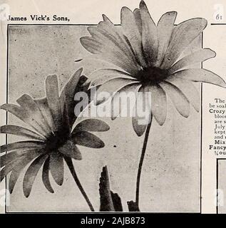 Der Vick Garten & Blumen Guide: Spring edition. James Vicks Söhne, jX^. Vicks jährliche Blumensamen AFRICAN DAISY CANDYTUFT (t^r^O Candytuft lange unter den am meisten begehrten Jahrbücher Der Garten wurde. Die beste Wirkung, indem sie die Pflanzen in Massen produziert wird, die Samen beingsown, in denen die Pflanzen in Blüte stehen. In den Zeilen 6 bis 8 Zoll auseinander zu säen, und dünnen Sie die Pflanzen so, dass diejenigen, die viel Platz haben wird. Thesoil sollte reich werden. Wenn blühende Zeit kommt die Pflanzen gut bewässert. lila, weiss Rakete, Karmin, Lavendel, Fleisch, Extra dunkel Pkt. Crimson. Jede Farbe, Vt Unze, 15 ce Stockfoto