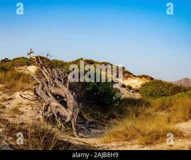 Toter Baum in den Dünen Stockfoto