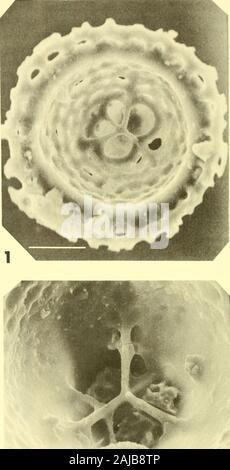 Bulletins der amerikanischen Paläontologie. Bull. Amer. Paleont., Vol.56 Platte 38. Stockfoto