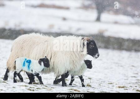 Black stellte Schafe und ihre beiden neugeborenen Lämmer im Schnee im abgelegenen und schönen College Valley, Northumberland, gegenüber Stockfoto