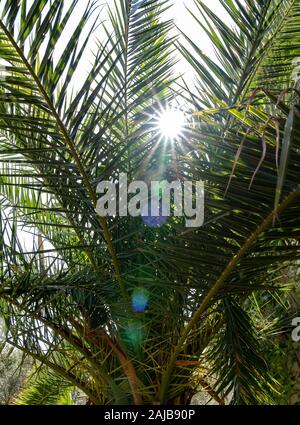 Palm Nahaufnahme im Sonnenaufgang Stockfoto