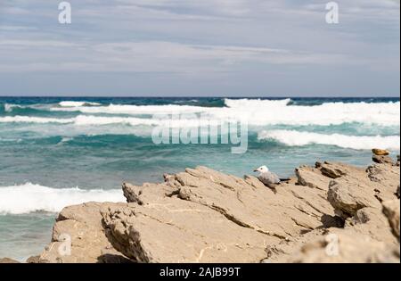 Seagull sitzen auf den Felsen an der Küste Stockfoto