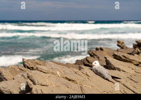 Seagull sitzen auf den Felsen an der Küste Stockfoto