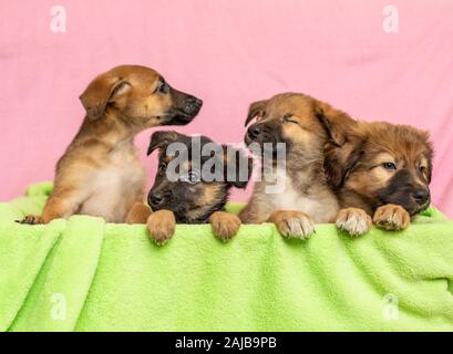 Vier süßen Welpen in einem grünen Korb Stockfoto