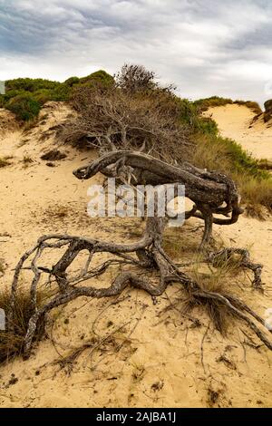 Alte gefallenen Baum in Dune Stockfoto