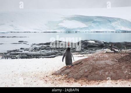 Gentoo Penguins bei Port Lockroy (Penguin Post), Antarktis Stockfoto